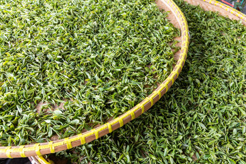 Freshly harvested tender high quality longjing tea leaves buds being aired on trays to dissipate...