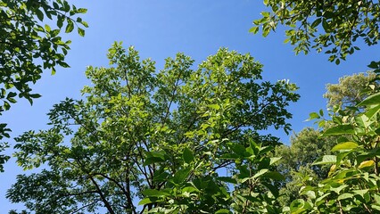 Forest greenery highlighted by sunlight with a serene blue sky above.