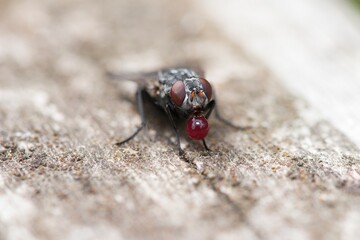 Close up of a fly blowing a red liquid bubble.