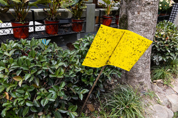 Yellow insect sticky trap sheets are common sights in longjing tea plantation to manage insects in...