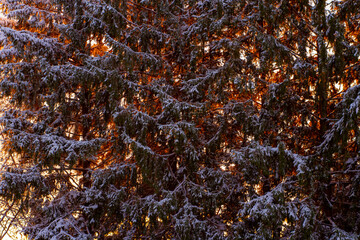 Snow Covered Evergreen Tree at Sunset
