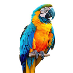 Fototapeta premium Blue-Gold Macaw Perched on Branch, Jungle Background, Wildlife Photography, Educational Use