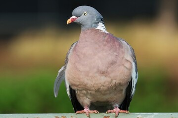 Gołąb Columba palumbus Grzywacz w pełnej okazałości