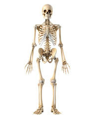 human skeleton , human full body bone isolated on transparent background