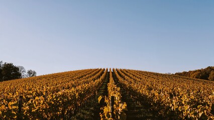 A sea of yellow foliage shines brightly under a brilliant, open sky.