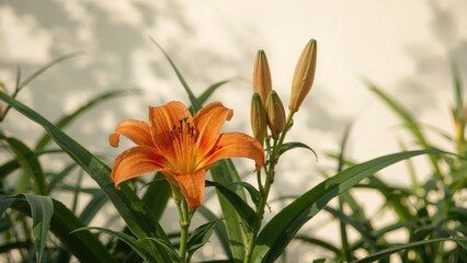 Fototapeta premium Lilium Dauricum Flowers Displayed Outdoors