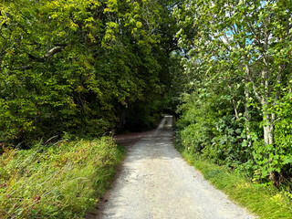 A worn path drifts through the woods like a half-remembered tune. Green light flickers where...
