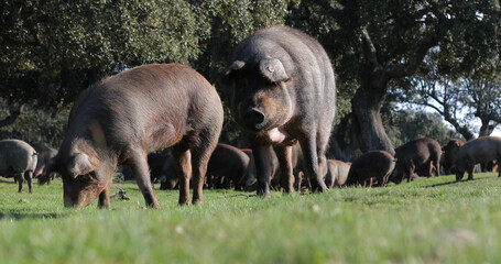 big Iberian pigs with big black nose eating acorns in a pasture
