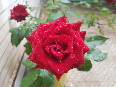 Red rose with water droplets