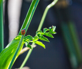 Coccinelle 