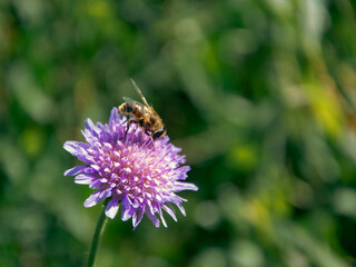 Abeille butinant une fleur des champs