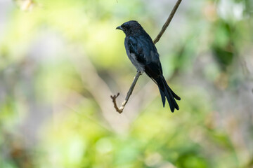 Obraz premium A White-bellied Drongo perches gracefully on a slender branch, its sleek black-blue plumage contrasting with the soft white belly. Sunlight filters through lush greenery in the blurred background.
