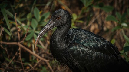 Featherless-headed ibis of the north