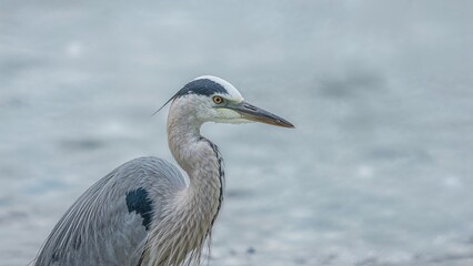 Obraz premium White-faced Heron portrait featuring a smooth, blurred water background