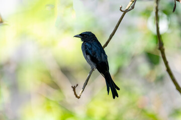 A White-bellied Drongo perches gracefully on a slender branch, its sleek black-blue plumage contrasting with the soft white belly. Sunlight filters through lush greenery in the blurred background.
