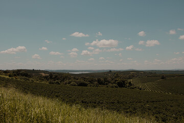 Scenic Coffee Plantation Landscape Under Cloudy Sky