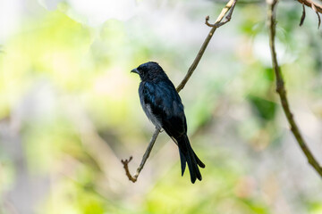 A White-bellied Drongo perches gracefully on a slender branch, its sleek black-blue plumage contrasting with the soft white belly. Sunlight filters through lush greenery in the blurred background.
