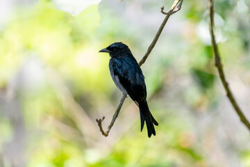 Obraz premium A White-bellied Drongo perches gracefully on a slender branch, its sleek black-blue plumage contrasting with the soft white belly. Sunlight filters through lush greenery in the blurred background.