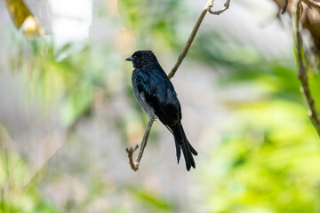 A White-bellied Drongo perches gracefully on a slender branch, its sleek black-blue plumage contrasting with the soft white belly. Sunlight filters through lush greenery in the blurred background.