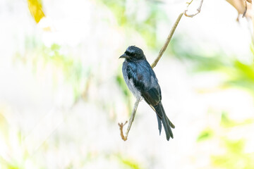 A White-bellied Drongo perches gracefully on a slender branch, its sleek black-blue plumage contrasting with the soft white belly. Sunlight filters through lush greenery in the blurred background.