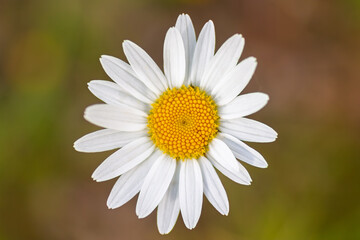 Très gros plan d’une marguerite vue du dessus sur fond neutre et coloré, sans tige visible