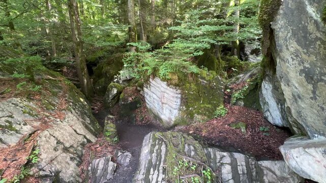 Forest somewhere in switzerland, panoramic view of the trail and gravel road in the forest near village in Switzerland in the summer season. A misty atmospheric pine forest in the Swiss alps.