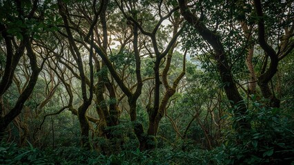 Obraz premium Lush jungle located in the northern part of an island