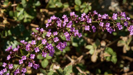 Fototapeta premium Purple Climbing Plant with Tiny Violet Blossoms and Yellow Cores