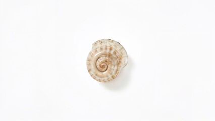 Shell on a plain white background