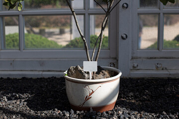 plant in a flowerpot with name tag.