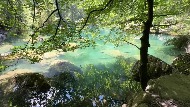Crystal-clear Blausee lake in Switzerland, where the water is so transparent you can see fish swimming below. Pristine alpine nature, peaceful atmosphere, and stunning natural beauty. Kandergrund 