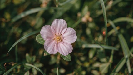 Detailed view of a vibrant pink dogrose flower surrounded by leaves and grass