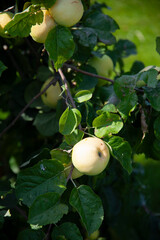 yellow apple tree branch