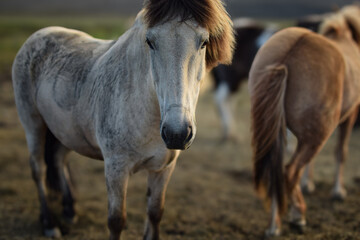 Obraz premium two horses in the field