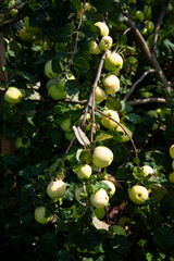 yellow apple tree branch