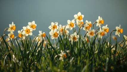 Vibrant Narcissus springtime blooms