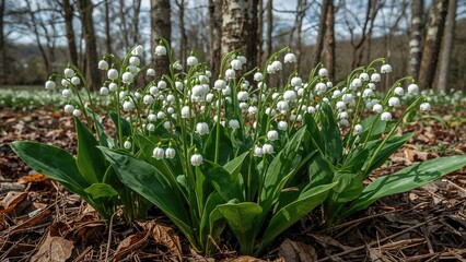 Obraz premium Close-up of white bell-like Convallaria majalis flowers growing amidst crispy oak leaf litter in a natural forest landscape
