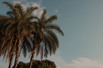 Tropical Palm Trees Against Blue Sky