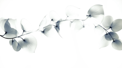 Xray transparent isolated PNG branch. Floral  leaves and stem. Vintage watercolor design for wedding cards, invitations. Spring or summer close-up photo. Elegant minimalist radiography