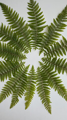 Naklejka premium Overhead view of delicate fern leaves arranged in radial symmetry on white background