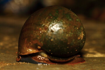 christmas ball with christmas tree