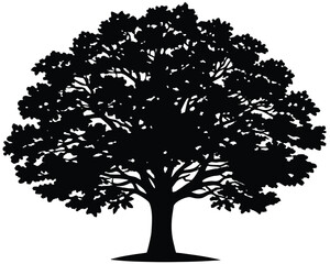 Fototapeta premium Oak Tree Silhouette