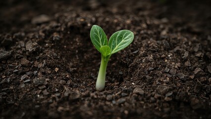 Close-up of a young pak choi plant breaking through the soil, representing sustainable farming methods.
