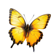 Fototapeta premium Yellow butterfly wings spread, nature background, garden, wildlife photography, for nature prints