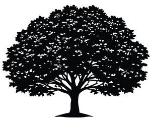 Fototapeta premium Oak Tree Silhouette