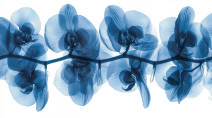 Xray transparent isolated PNG branch. Floral  leaves and stem. Vintage watercolor design for wedding cards, invitations. Spring or summer close-up photo. Elegant minimalist radiography