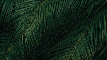 Detailed macro shot of lush palm fronds showcasing complex patterns and vivid green shades, ideal for natural-themed artwork, backdrops, or plant-inspired creations.
