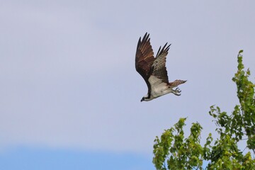 Osprey soaring over green trees