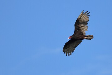 Turkey vulture soaring in the sky.