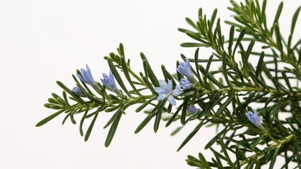 Herb rosemary flowering in the season of spring